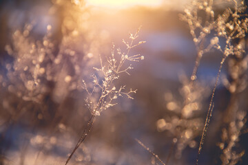 霸王鞭的养殖方法和注意事项