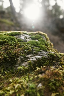 北京植物园怎么样-